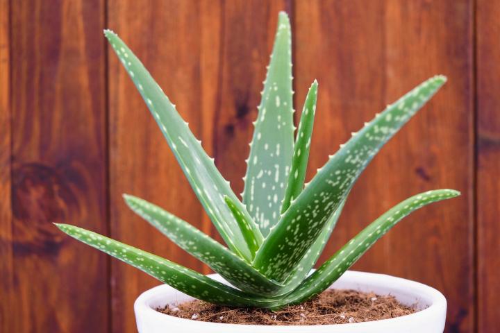 Uses & Benefits Of Aloe Vera Gel For Hairs and Skin and Weight Loss