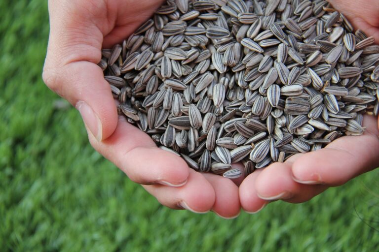 10 Amazing Healthy Benefits of Sunflower Seeds Nutrition, Best for Male